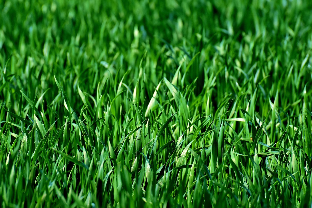 plantes sans entretien pour un jardin facile et durable en 2025